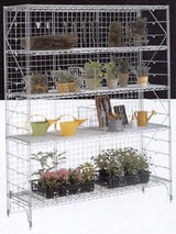 erecta_086_b.jpg